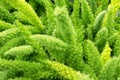 Asparagus fern baclground, Foxtail fern in the garden Royalty Free Stock Photo