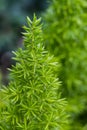 Asparagus Fern, foxtail fern. Royalty Free Stock Photo