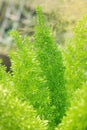 Asparagus Fern