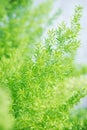 Asparagus Fern Royalty Free Stock Photo