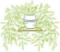 Asparagus Fern Royalty Free Stock Photo