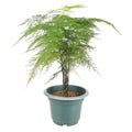 Asparagus fern Royalty Free Stock Photo