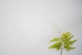 Asparagus Fern Plant Green leaf isolated on a white background, Green Leaf On a White Background, Tropical leaves Royalty Free Stock Photo