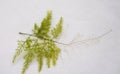 Asparagus Fern Plant Green leaf isolated on a white background, Green Leaf On a White Background, Tropical leaves Royalty Free Stock Photo