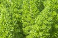 Asparagus fern planted a garden ornamental plants Royalty Free Stock Photo