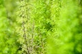 Asparagus fern planted a garden ornamental plants Royalty Free Stock Photo