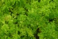 Asparagus fern plants Royalty Free Stock Photo