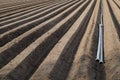 Asparagus field