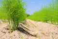 Asparagus field