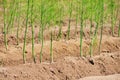 Asparagus field