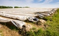 Asparagus field covered with platic foil Royalty Free Stock Photo