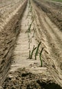 Asparagus field detail