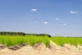 Asparagus field