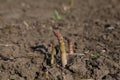 Asparagus. Fresh asparagus. Asparagus grows in the field. Pile of fresh asparagus on ground outdoors. Royalty Free Stock Photo