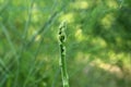 Asparagus in garden