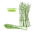 Asparagus Hand Draw Sketch. Vector Royalty Free Stock Photo