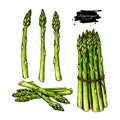 Asparagus hand drawn vector illustration set. Isolated Vegetable colorful object.