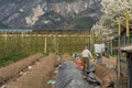 Asparagus harvest in springtime