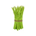 Asparagus. Image of asparagus twigs. Fresh vitamin vegetables. Vegetarian organic product. Fresh asparagus. Vector