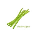 Asparagus. Image of asparagus twigs. Fresh vitamin vegetables. Vegetarian organic product. Fresh asparagus. Vector