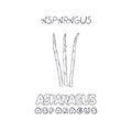 Asparagus isolate on white background. Word, letters asparagus on white background. Line art hand drawn asparagus