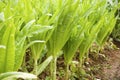 Asparagus lettuce Royalty Free Stock Photo