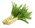 Asparagus lettuce Royalty Free Stock Photo