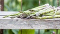 Asparagus with metallic lattice, wooden surface, natural background Royalty Free Stock Photo