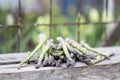 Asparagus with metallic lattice, wooden surface Royalty Free Stock Photo