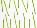 Asparagus pattern isolated on a white background