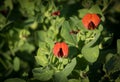 Asparagus Pea closeup Royalty Free Stock Photo