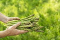 Asparagus freshly picked with hands Royalty Free Stock Photo