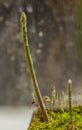 Asparagus plant in pot in spring sunny day after window Royalty Free Stock Photo