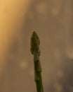 Asparagus plant in pot in spring sunny day after window Royalty Free Stock Photo