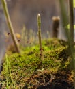 Asparagus plant in pot in spring sunny day after window Royalty Free Stock Photo