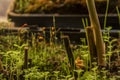 Asparagus plant in pot in spring sunny day after window Royalty Free Stock Photo