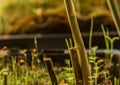 Asparagus plant in pot in spring sunny day after window Royalty Free Stock Photo