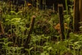 Asparagus plant in pot in spring sunny day after window Royalty Free Stock Photo