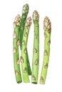 Asparagus plant