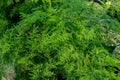 asparagus plumosus or Common Asparagus Fern, Lace fern, Climbing asparagus closeup Royalty Free Stock Photo