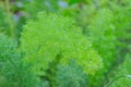 Asparagus plumosus, also known as: A. setaceus, A. setaceus Plumosus, Protasparagus setaceus, Common Asparagus Fern Royalty Free Stock Photo