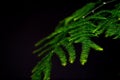 Asparagus plumosus with brightly rich green leaves on a dark background. Long, shallow leaves. A traditional hanging basket plan.