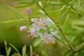 Asparagus plumosus Flowers Close Up