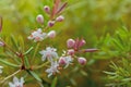 Asparagus plumosus Flowers Close Up