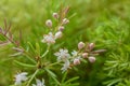 Asparagus plumosus Flowers Close Up