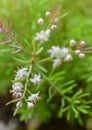 Asparagus plumosus Flowers Close Up