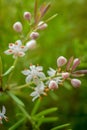 Asparagus plumosus Flowers Close Up