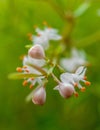 Asparagus plumosus Flowers Close Up