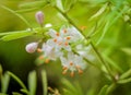 Asparagus plumosus Flowers Close Up