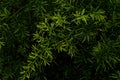 A Asparagus racemosus willd or shatavari plant family asparagaceae